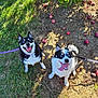 dog, blue_eyes, leash, tongue_out, grass, apples, orchard, sunlight, shadow, happy, outdoor, pets, nature, playful, black_and_white, canine, smiling, animal, two_dogs, ground