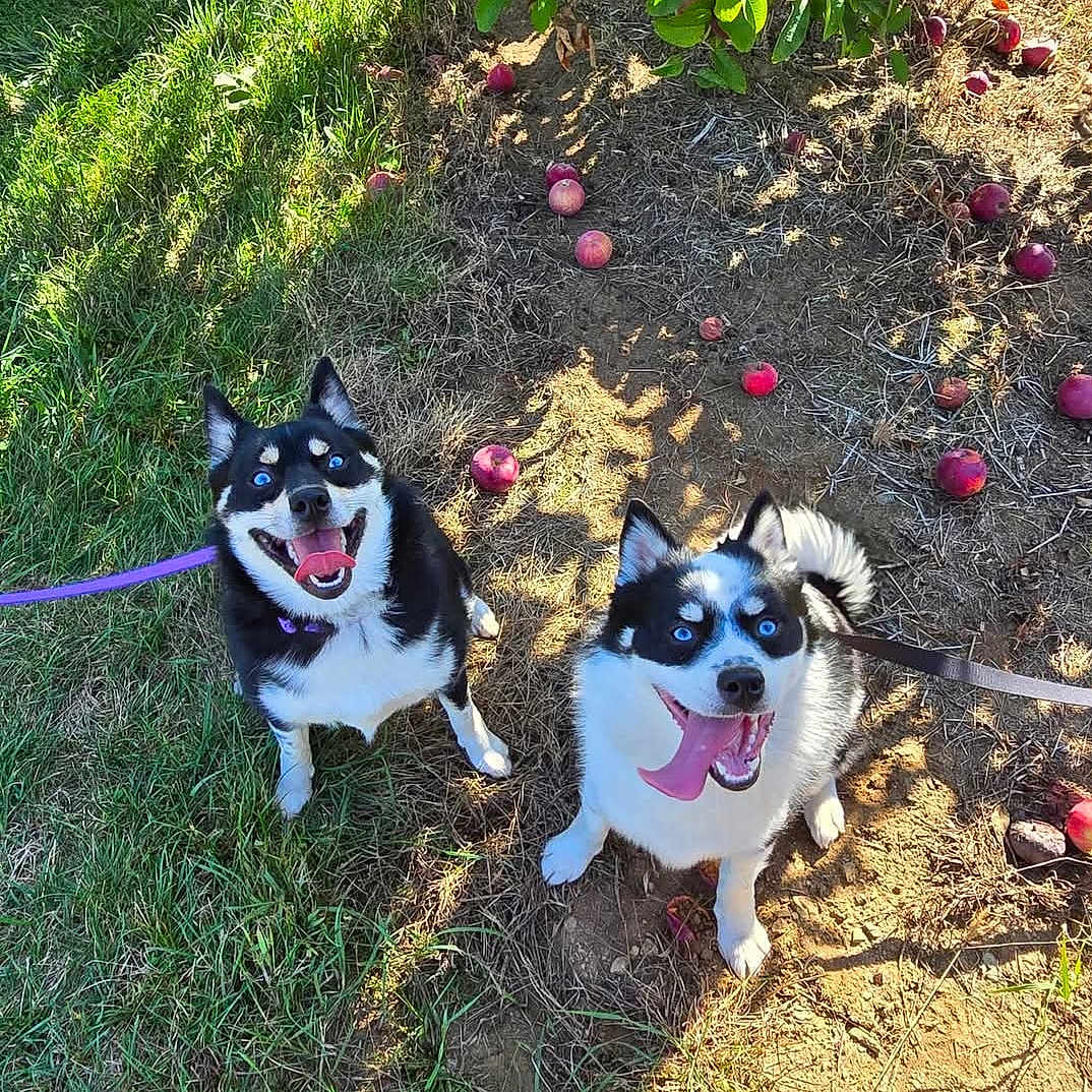 Comet And Cosmo is registered to the contest to win money with this photo: animal, apples, black_and_white, blue_eyes, canine, dog, grass, ground, happy, leash, nature, orchard, outdoor, pets, playful, shadow, smiling, sunlight, tongue_out, two_dogs