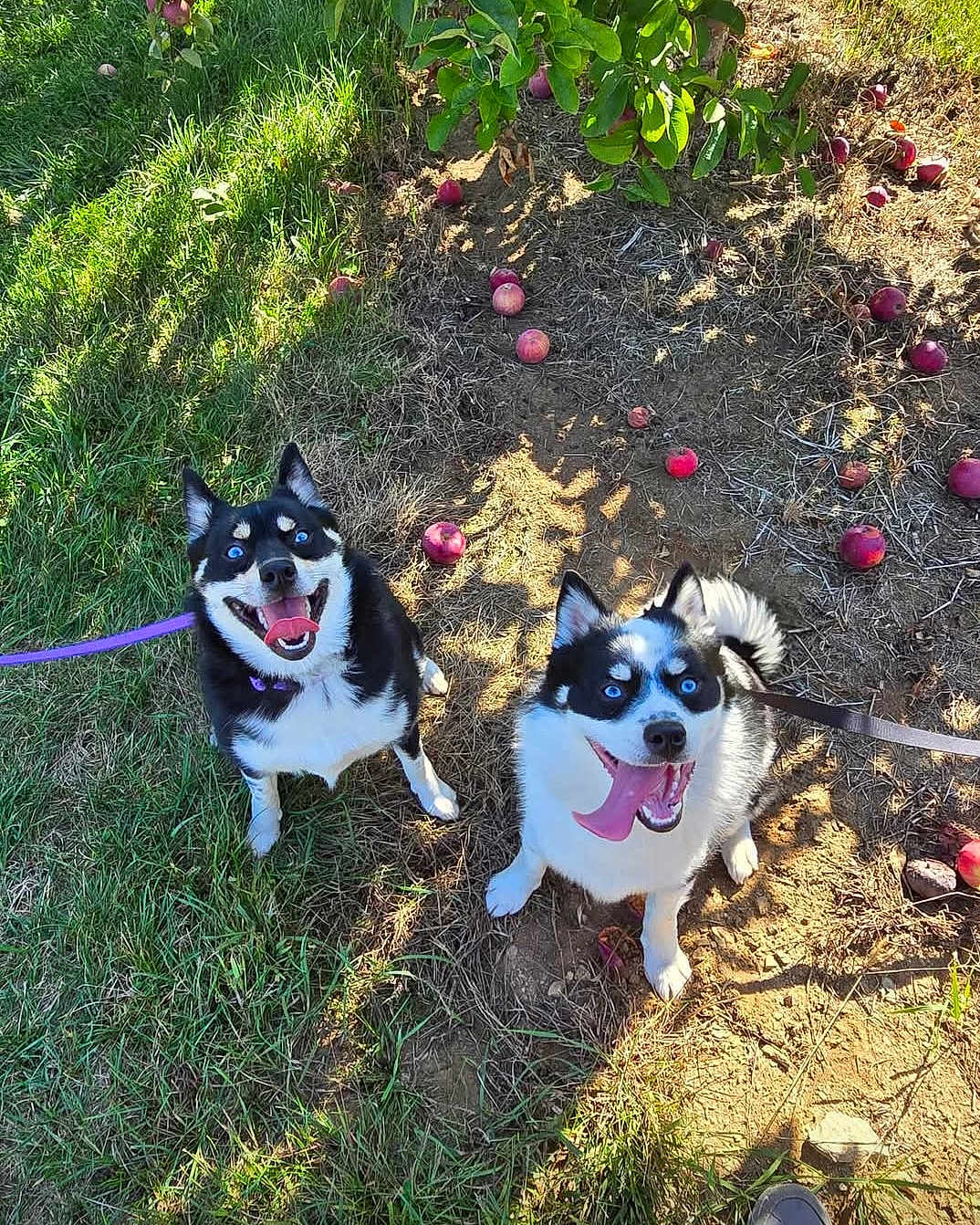 Comet And Cosmo is registered to the contest to win money with this photo: dog, blue_eyes, leash, tongue_out, grass, apples, orchard, sunlight, shadow, happy, outdoor, pets, nature, playful, black_and_white, canine, smiling, animal, two_dogs, ground