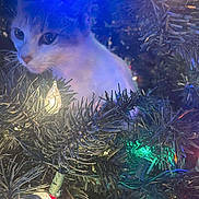 Kc is registered to the contest to win money with this photo: animal, branch, cat, christmas_lights, christmas_tree, closeup, colorful, curious, cute, decorations, feline, festive, greenery, holiday, indoor, nature, night, pet, soft_light, whiskers