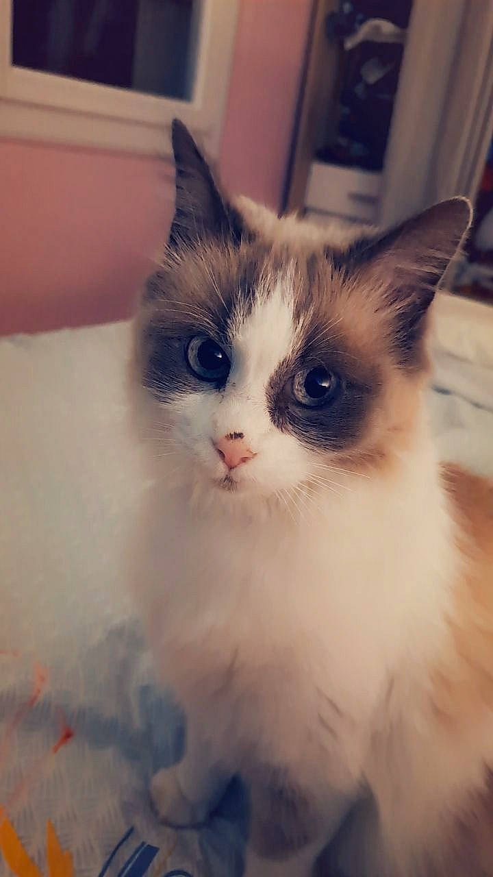 Poupette participe au concours pour gagner de l'argent avec cette photo : carnivore, cat, cloud, domestic_short_haired_cat, eye, felidae, flooring, foot, fur, head, paw, plant, sky, small_to_medium_sized_cats, snout, square, tail, whiskers, window, wood