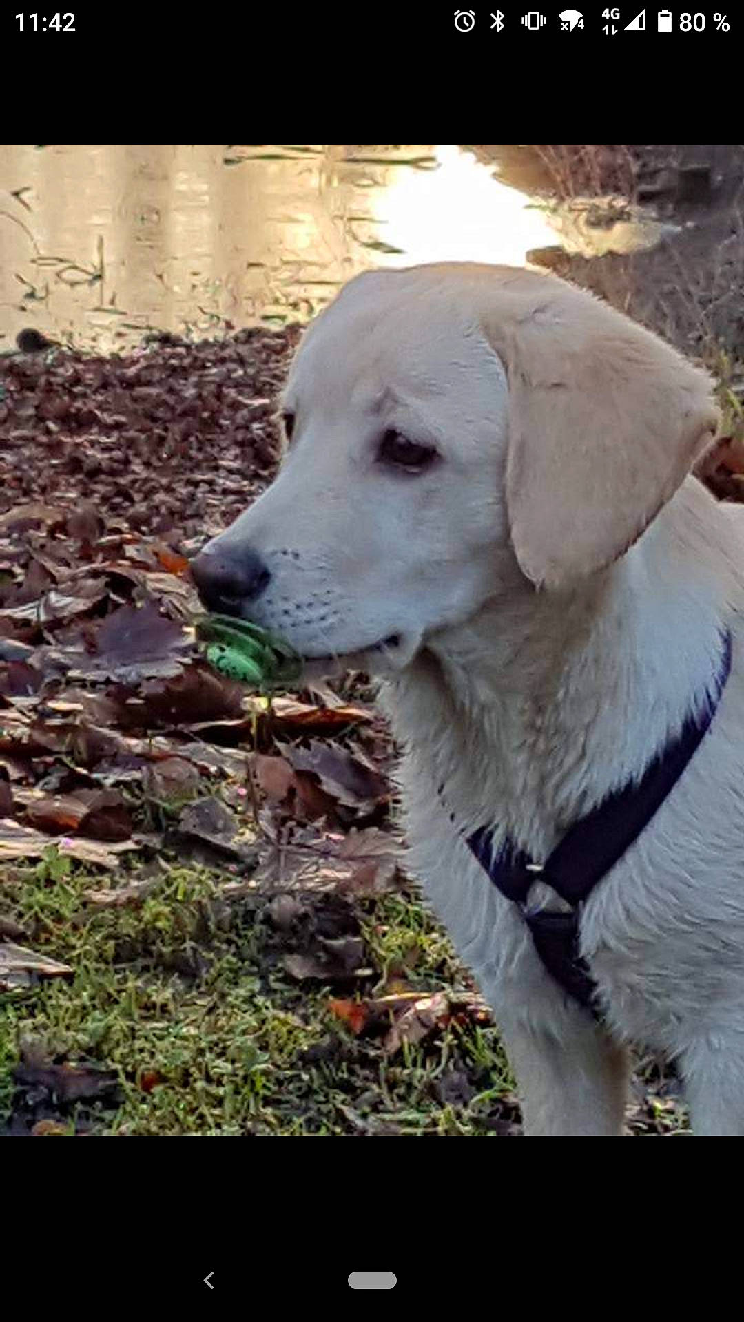 Marley a rejoint le concours — aidez-le/la à gagner de superbes lots ! carnivore, companion_dog, dog, dog_breed, dog_collar, fur, grass, happy, labrador_retriever, livestock_guardian_dog, plant, retriever, soil, sporting_group, terrestrial_animal, tree, water, whiskers, working_animal, working_dog
