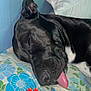 Chaussette participe au concours pour gagner de l'argent avec cette photo : dog, sleeping, tongue_out, black_dog, pillow, floral_pattern, bed, cozy, indoors, resting, cute, pet, animal, snout, ear, blanket, closeup, peaceful, comfort, relaxation