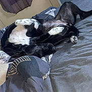Chaussette participe au concours pour gagner de l'argent avec cette photo : dog, bed, blanket, pillow, indoor, sleeping, relaxed, black_and_white, canine, fur, animal, pet, resting, cozy, room, casual, comfort, fur_pattern, upside_down, lying_down