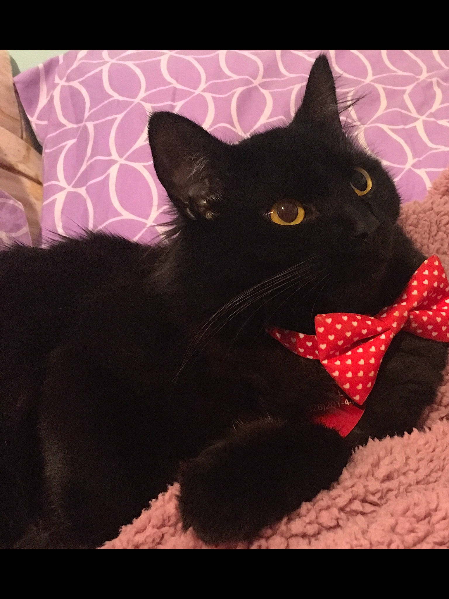 Capri joined the competition — help win amazing prizes! art, black_cat, bombay, carmine, carnivore, cat, claw, domestic_short_haired_cat, eye, felidae, fur, magenta, pattern, plant, small_to_medium_sized_cats, snout, tail, tints_and_shades, whiskers, window