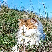 Pluplush participe au concours pour gagner de l'argent avec cette photo : cat, grass, outdoor, nature, animal, fluffy, white, orange, pet, wildlife, sunlight, plant, flower, field, fur, closeup, daytime, serious, mammal, head