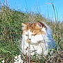 cat, grass, outdoor, nature, animal, fluffy, white, orange, pet, wildlife, sunlight, plant, flower, field, fur, closeup, daytime, serious, mammal, head