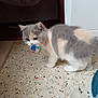 kitten, cat, furry, pet, toy, colorful_ball, indoor, floor, curious, whiskers, small, cute, playful, animal, domestic, fur, walking, young, closeup, home