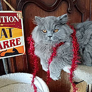 Chewbacca a rejoint le concours — aidez-le/la à gagner de superbes lots ! cat, gray_cat, fluffy_cat, tinsel, red_tinsel, cat_tree, amber_eyes, wooden_door, vintage_sign, indoor, pet, feline, playful, cozy, fur, animal, resting, decor, closeup, portrait