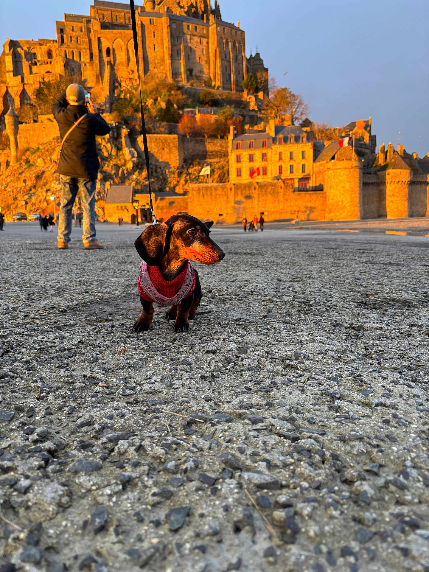 Tyla participe au concours pour gagner de l'argent avec cette photo : dog, dachshund, pet, leash, sweater, person, photographer, castle, historic_building, sunset, stone_ground, outdoor, travel, tourist, architecture, scenic, walking, leisure, animal, landscape