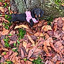 Tyla a rejoint le concours — aidez-le/la à gagner de superbes lots ! dog, puppy, dachshund, pink_harness, leaves, autumn, tree_trunk, moss, grass, outdoor, pet, animal, cute, small_dog, nature, fall, curious, looking_up, leash, canine