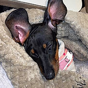 Tyla participe au concours pour gagner de l'argent avec cette photo : dog, sleeping, blanket, cozy, ears, pink_collar, fur, resting, pet, indoors, cute, snug, canine, animal, soft_texture, close_up, peaceful, relaxed, domestic, companion
