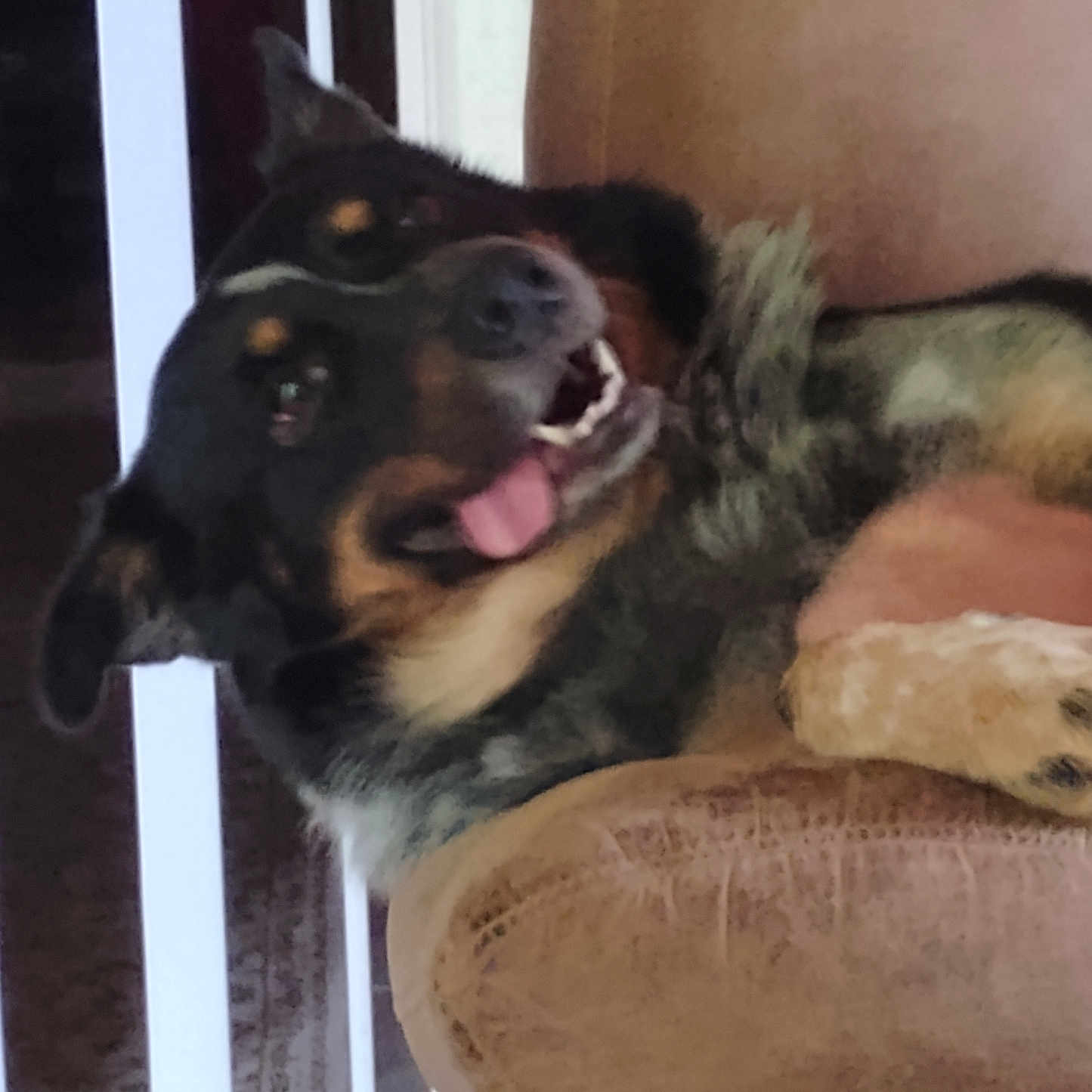Jake joined the competition — help win amazing prizes! dog, tongue, armchair, indoor, pet, happy, smiling, ears, furniture, cozy, blurred_background, brown, black, tan, canine, resting, home, stair_rail, wall, paw