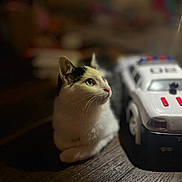 Hope is registered to the contest to win money with this photo: animal, black_and_white, blurry_background, cat, closeup, curious, domestic_cat, ears, feline, floor, indoor, pet, police_car, side_view, sitting, soft_light, toy, toy_car, whiskers, wooden_surface