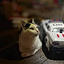 animal, black_and_white, blurry_background, cat, closeup, curious, domestic_cat, ears, feline, floor, indoor, pet, police_car, side_view, sitting, soft_light, toy, toy_car, whiskers, wooden_surface
