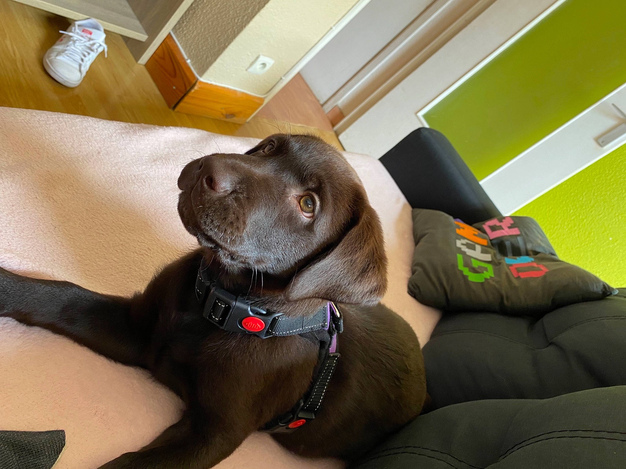 Sally a rejoint le concours — aidez-le/la à gagner de superbes lots ! borador, canidae, carnivore, carton, collar, comfort, companion_dog, dog, dog_breed, dog_collar, fawn, gun_dog, leash, liver, shipping_box, snout, sporting_group, steering_part, whiskers, working_animal