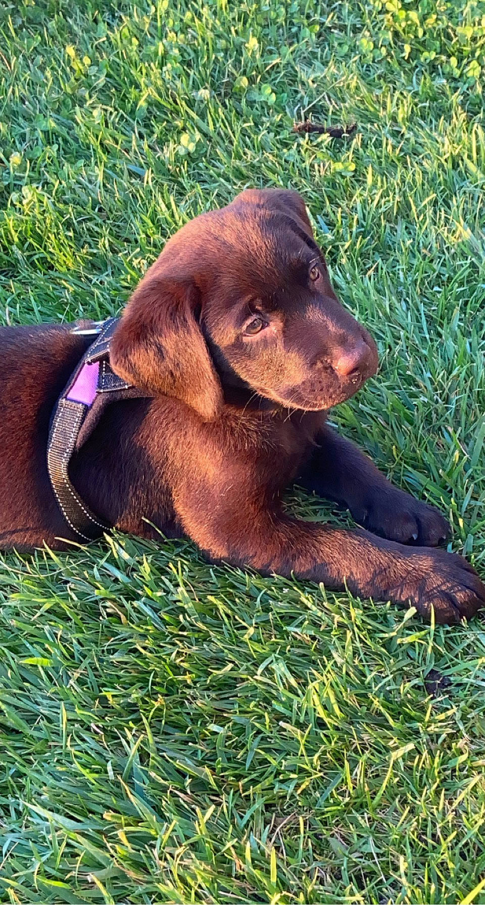 Sally participe au concours pour gagner de l'argent avec cette photo : borador, canidae, carnivore, companion_dog, dog, dog_breed, fawn, fur, grass, gun_dog, hat, liver, pet_supply, plant, pointing_breed, puppy, snout, sporting_group, terrestrial_animal, working_animal