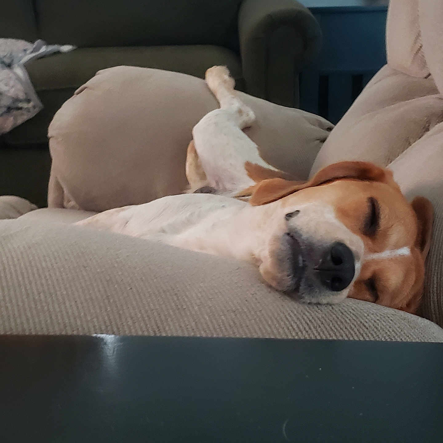 Lovey joined the competition — help win amazing prizes! animal, architecture, armchair, beagle, building, canine, chair, computer, couch, cushion, dog, electronics, furniture, homedecor, hound, indoors, livingroom, pet, puppy, room
