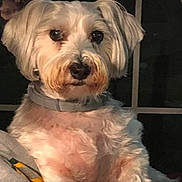 Sullivan joined the competition — help win amazing prizes! animal, closeup, collar, companion, curious, cute, cute_pet, dog, domestic, ears, face, fluffy, friendly, fur, indoor, mammal, pet, portrait, sitting, white