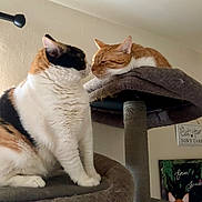 Onion And Gracie is registered to the contest to win money with this photo: animal, calico_cat, cat, cat_tree, cats, cozy, cute, domestic, feline, fur, household, indoor, orange_cat, pet, platform, portrait, relaxed, resting, two_cats, wall_art