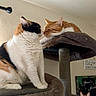 cat, cats, cat_tree, indoor, pet, feline, orange_cat, calico_cat, fur, resting, platform, wall_art, cozy, domestic, animal, cute, two_cats, household, relaxed, portrait