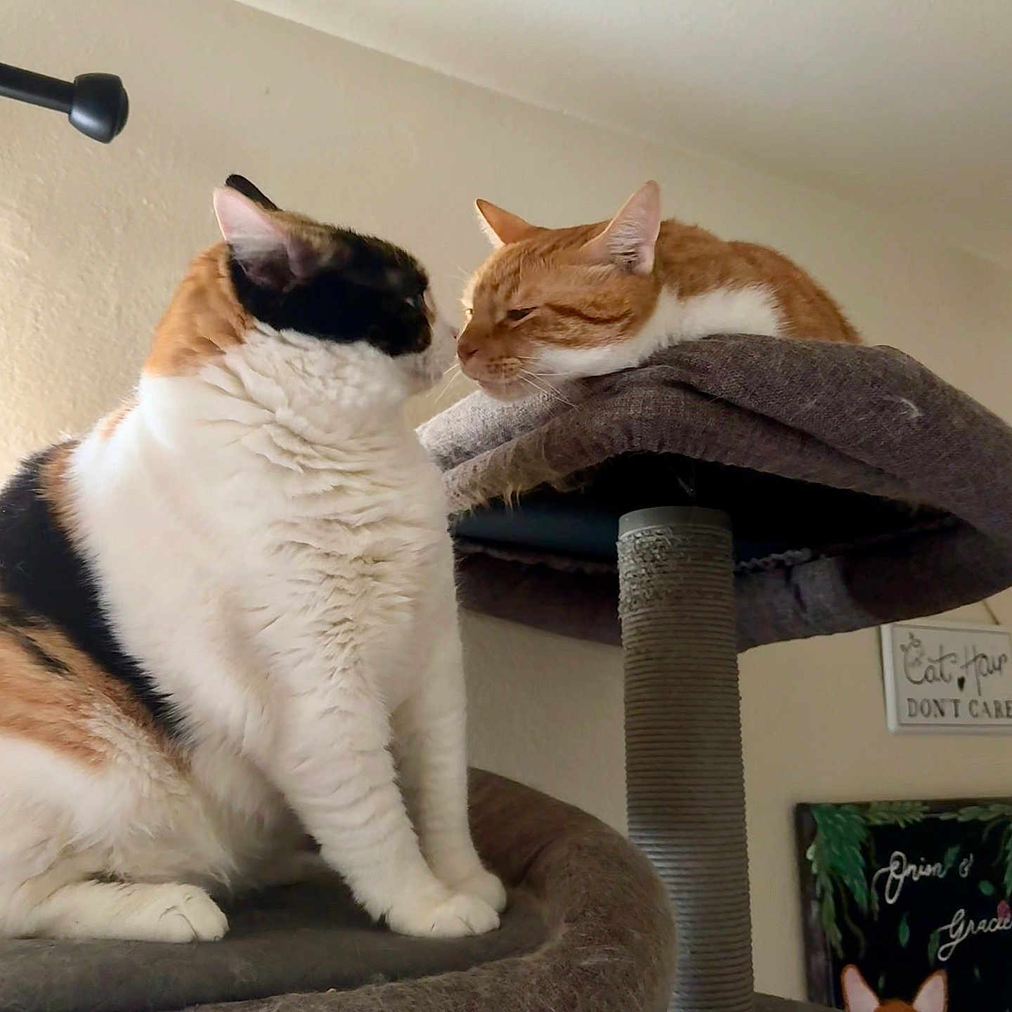 Onion And Gracie is registered to the contest to win money with this photo: animal, calico_cat, cat, cat_tree, cats, cozy, cute, domestic, feline, fur, household, indoor, orange_cat, pet, platform, portrait, relaxed, resting, two_cats, wall_art