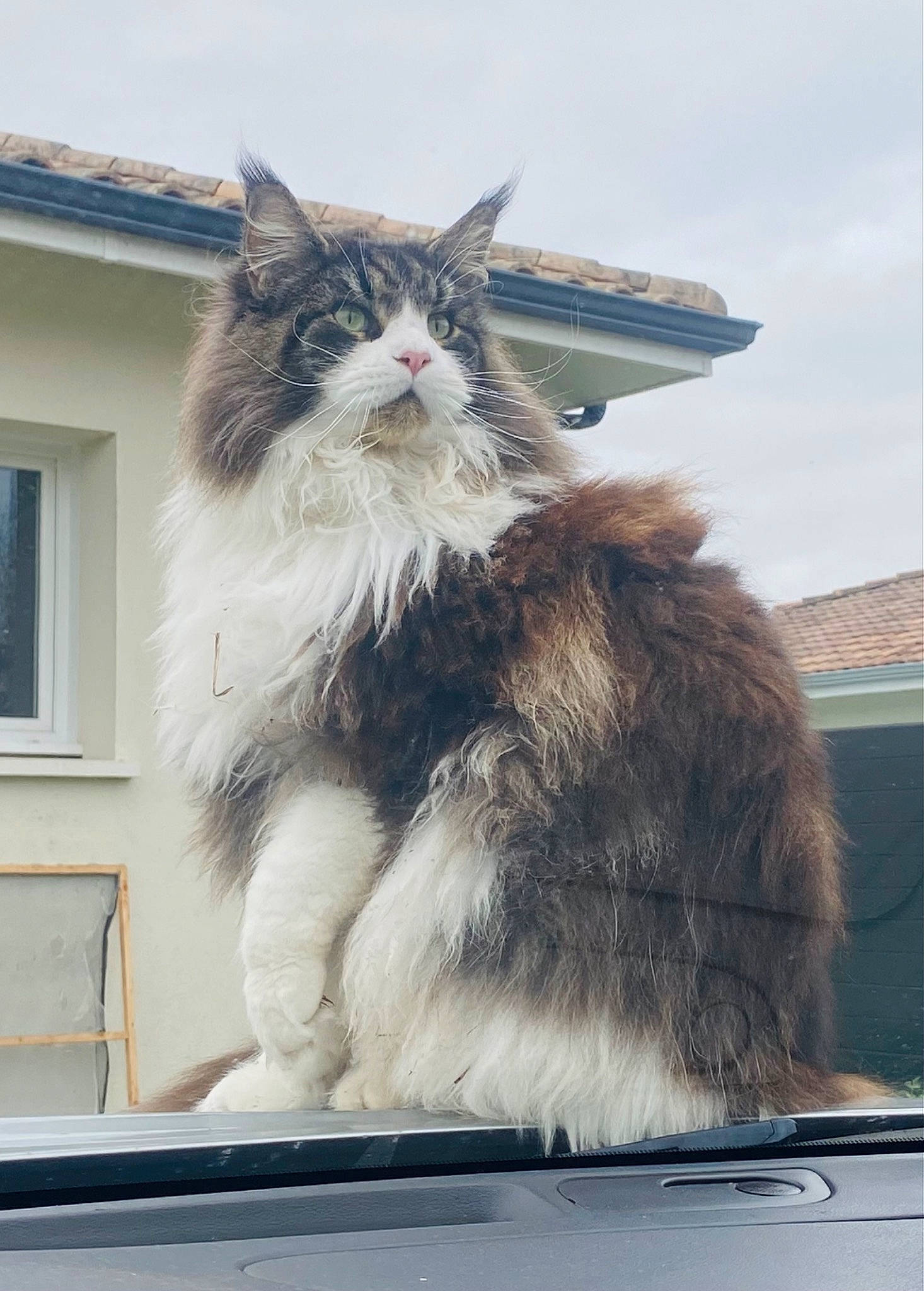 Sherlock participe au concours pour gagner de l'argent avec cette photo : art, automotive_exterior, british_longhair, canidae, carnivore, cat, cloud, felidae, fur, glass, house, sky, small_to_medium_sized_cats, snout, tail, tree, vehicle, whiskers, window, windshield