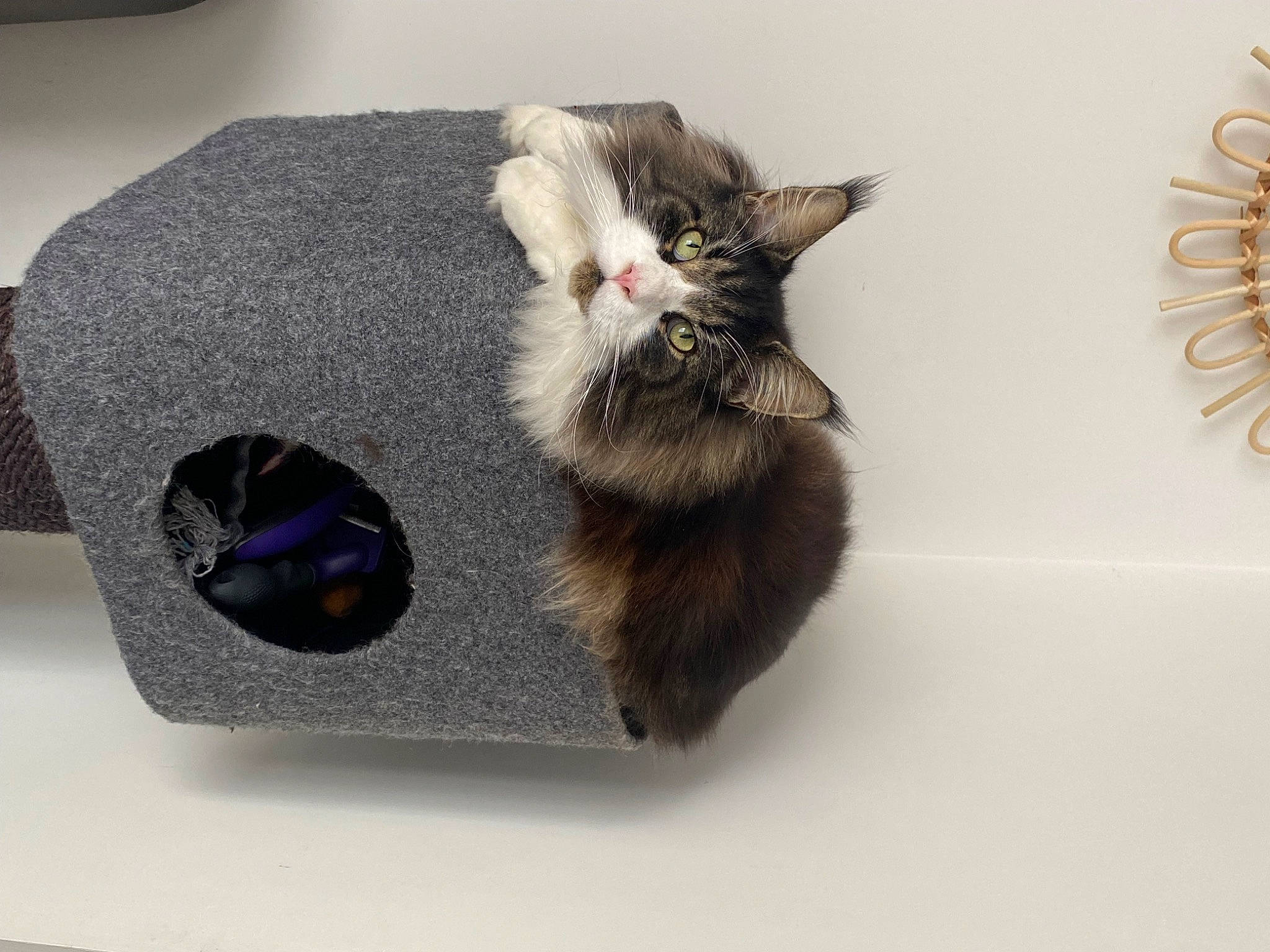 Sherlock a rejoint le concours — aidez-le/la à gagner de superbes lots ! box, carnivore, cat, domestic_short_haired_cat, fashion_accessory, felidae, fur, grey, paper, paw, shelf, shelving, small_to_medium_sized_cats, tail, whiskers