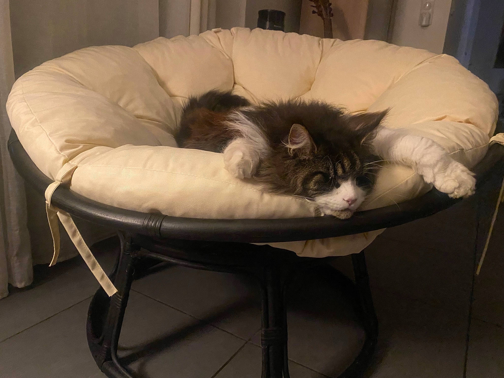 Sherlock a rejoint le concours — aidez-le/la à gagner de superbes lots ! armrest, carnivore, cat, cat_bed, cat_supply, chair, comfort, companion_dog, couch, felidae, fur, furniture, hardwood, outdoor_furniture, plant, room, small_to_medium_sized_cats, tail, whiskers, wicker