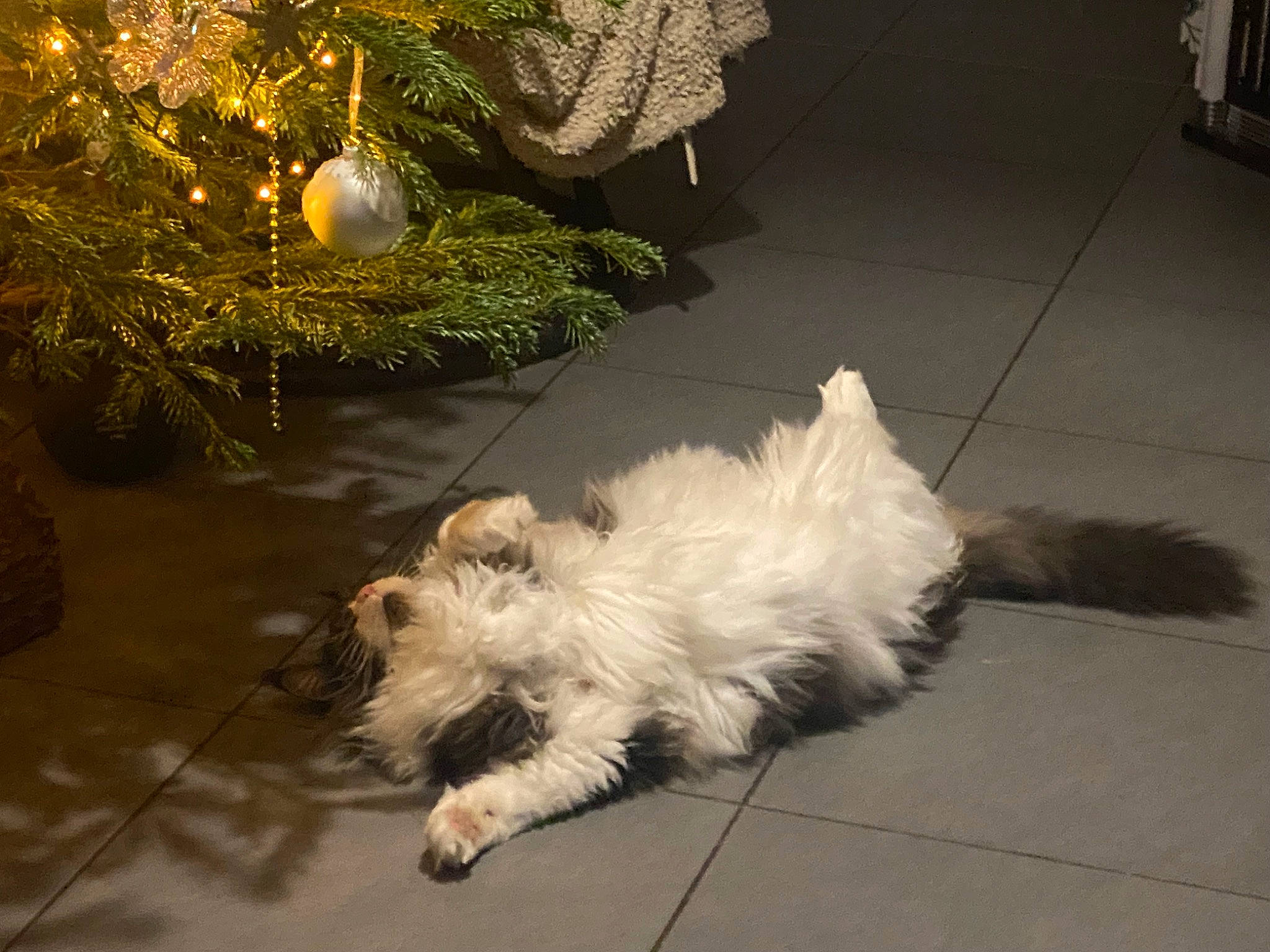 Sherlock a rejoint le concours — aidez-le/la à gagner de superbes lots ! asphalt, canidae, carnivore, companion_dog, dog, dog_breed, event, flooring, fur, grass, plant, road_surface, shih_poo, sidewalk, small_terrier, sporting_group, tail, terrier, toy_dog, working_animal