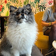 Vico a rejoint le concours — aidez-le/la à gagner de superbes lots ! alert, boots, cute, decor, dog, flower_wallpaper, fluffy, gray_top, home_interior, indoor, ottoman, patterned_clothing, pet, pomernian, seated_person, table, tights, woman, wood_floor, yellow_chair