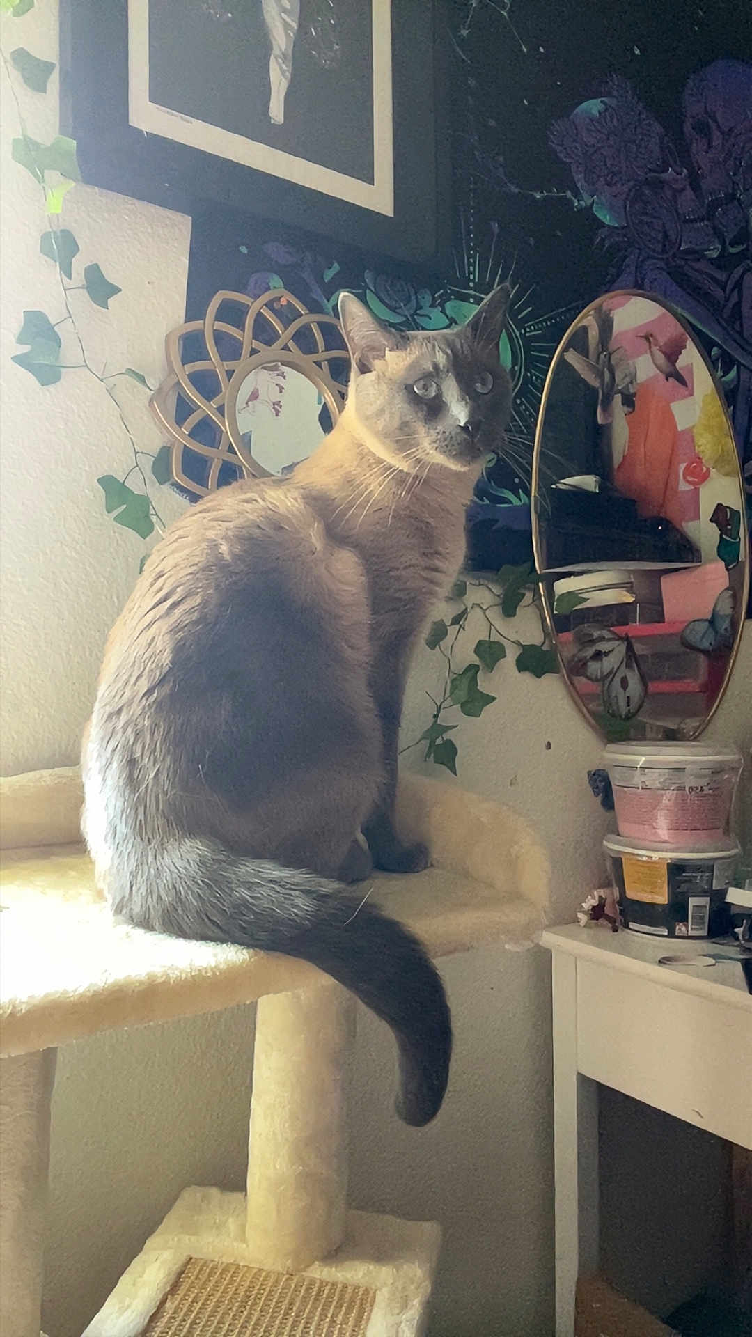 Tommy Tom joined the competition — help win amazing prizes! cat, gray_cat, cat_tree, indoor, mirror, decor, plant, leafy_vines, furniture, table, reflection, cozy, pet, animal, curious, sitting, feline, domestic_cat, home, wall_art