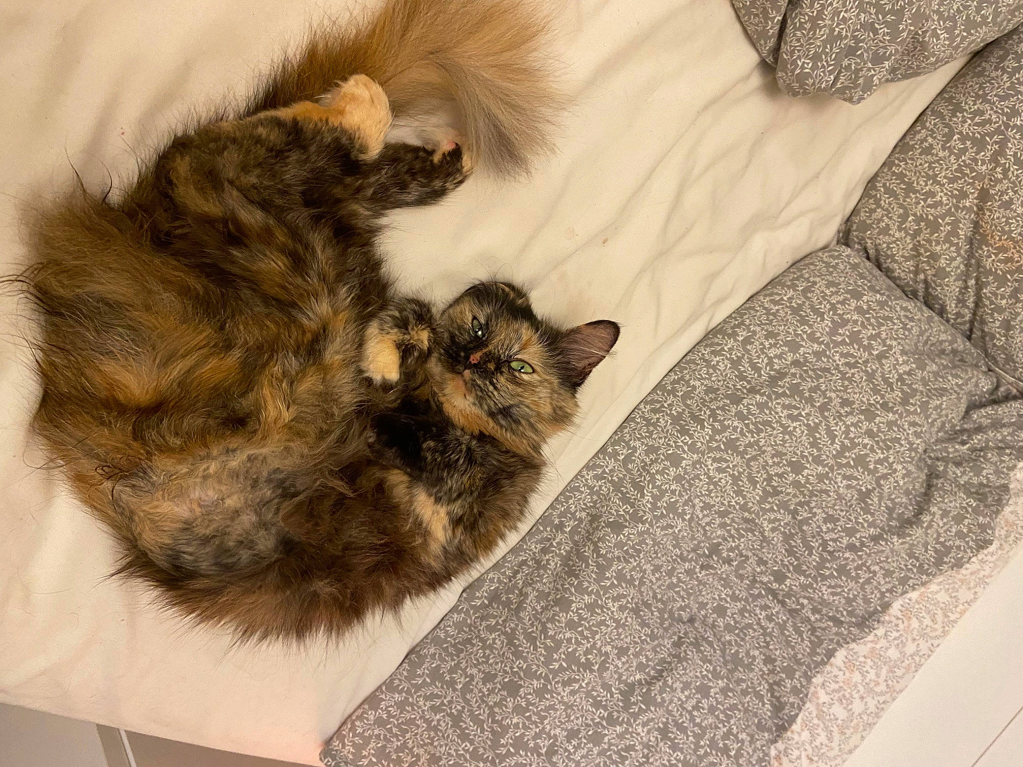 Ruby joined the competition — help win amazing prizes! canidae, carnivore, cat, claw, comfort, domestic_short_haired_cat, felidae, flooring, fur, linens, nap, pattern, paw, small_to_medium_sized_cats, tail, terrestrial_animal, textile, vertebrate, whiskers