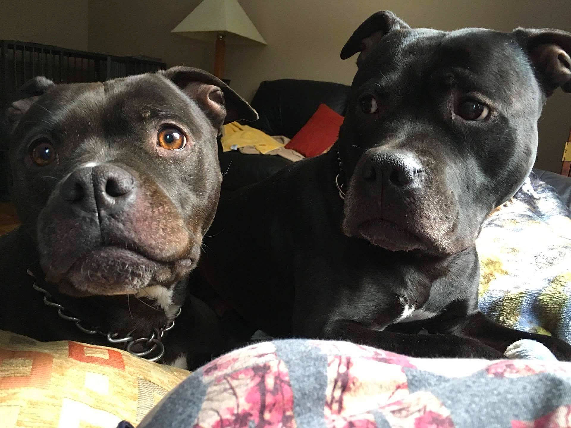 Biggie And Diva Girl