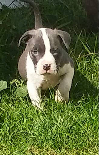 Nipsey is registered to the contest to win money with this photo: canidae, carnivore, companion_dog, dog, dog_breed, fawn, grass, groundcover, non_sporting_group, plant, puppy, sporting_group, terrestrial_animal, whiskers, working_animal