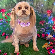 Bella joined the competition — help win amazing prizes! adorable, animal, closeup, colorful, cute, decorative, dog, fairy_lights, fantasy, floral_necklace, garden, green_grass, mushrooms, nature, pet, pink_flowers, portrait, sitting, small_dog, whimsical