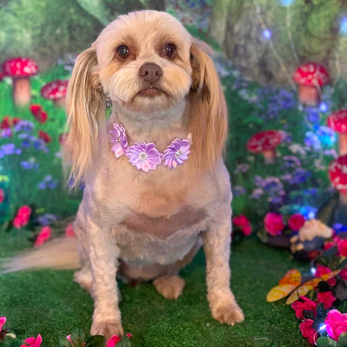 Bella joined the competition — help win amazing prizes! adorable, animal, closeup, colorful, cute, decorative, dog, fairy_lights, fantasy, floral_necklace, garden, green_grass, mushrooms, nature, pet, pink_flowers, portrait, sitting, small_dog, whimsical