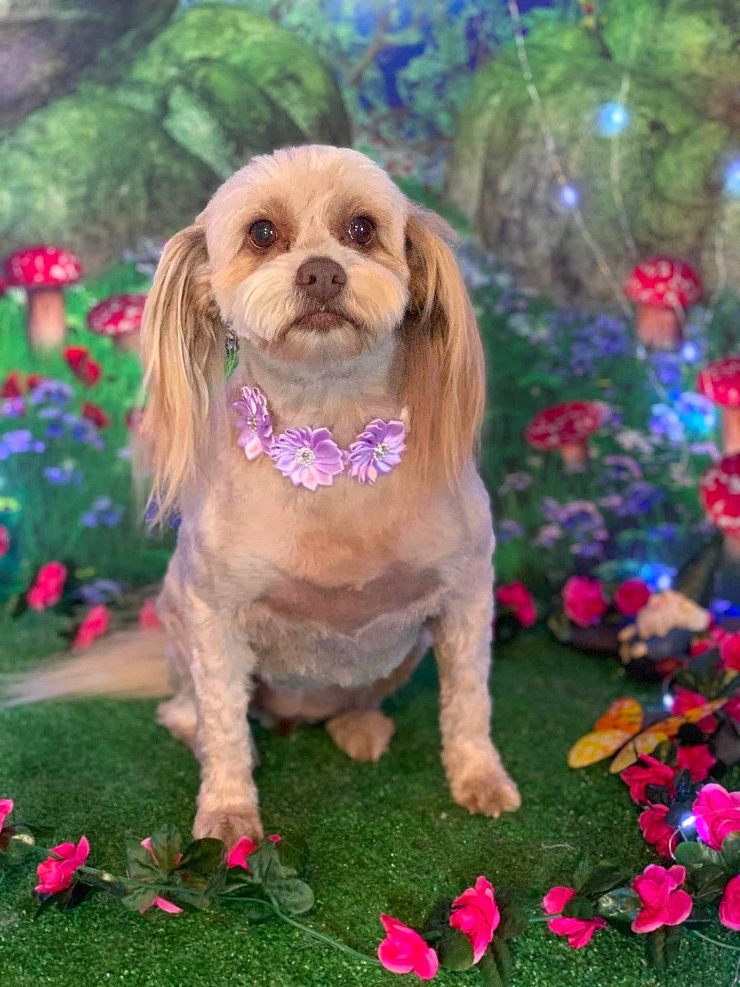 Bella joined the competition — help win amazing prizes! adorable, animal, closeup, colorful, cute, decorative, dog, fairy_lights, fantasy, floral_necklace, garden, green_grass, mushrooms, nature, pet, pink_flowers, portrait, sitting, small_dog, whimsical