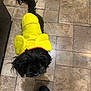 dog, black_dog, costume, yellow_costume, pet, indoor, tile_floor, looking_up, feet, shoes, casual_shoes, curly_tail, small_dog, fur, playful, whimsical, floor_tiles, standing, companion, domestic_animal