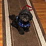 dog, small_dog, black_dog, bandana, blue_bandana, sitting, rug, brown_rug, beige_rug, wooden_floor, indoor, pet, cute, fluffy, looking_up, curious, animal, companion, domestic_animal, leash