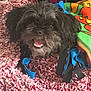 dog, black_dog, pet, carpet, fuzzy_carpet, blanket, colorful_blanket, happy, smiling, indoor, cozy, fur, animal, canine, playful, resting, cute, small_dog, shaggy_fur, home