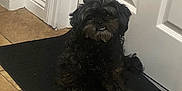 Luna is registered to the contest to win money with this photo: dog, black_dog, small_dog, pet, indoor, floor_mat, door, tile_floor, fur, cute, animal, canine, sitting, black_fur, home, waiting, smile, companion, domestic, house