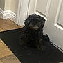 dog, black_dog, small_dog, pet, indoor, floor_mat, door, tile_floor, fur, cute, animal, canine, sitting, black_fur, home, waiting, smile, companion, domestic, house