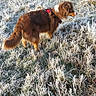 Vitta participe au concours pour gagner de l'argent avec cette photo : dog, brown_dog, frost, frosty_grass, field, outdoor, animal, pet, winter, nature, grass, canine, morning_light, red_harness, standing, alert, fur, cold, scenery, daytime