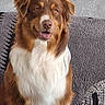 dog, brown_dog, white_fur, pet, canine, sitting, indoor, couch, furniture, tongue_out, fluffy, friendly, animal, portrait, companion, domestic_animal, cute, looking_at_camera, ears, snout
