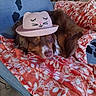 Vitta participe au concours pour gagner de l'argent avec cette photo : dog, brown_dog, hat, pink_hat, cat_face_hat, blanket, orange_blanket, floral_blanket, couch, indoor, pet, animal, resting, fur, canine, cute, sleepy, face, fashion, domestic_animal