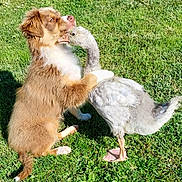 Vitta participe au concours pour gagner de l'argent avec cette photo : puppy, dog, goose, bird, grass, outdoor, animal, friendship, cute, pet, nature, sunlight, playful, young, fur, beak, mammal, avian, summer, companions