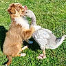 puppy, dog, goose, bird, grass, outdoor, animal, friendship, cute, pet, nature, sunlight, playful, young, fur, beak, mammal, avian, summer, companions