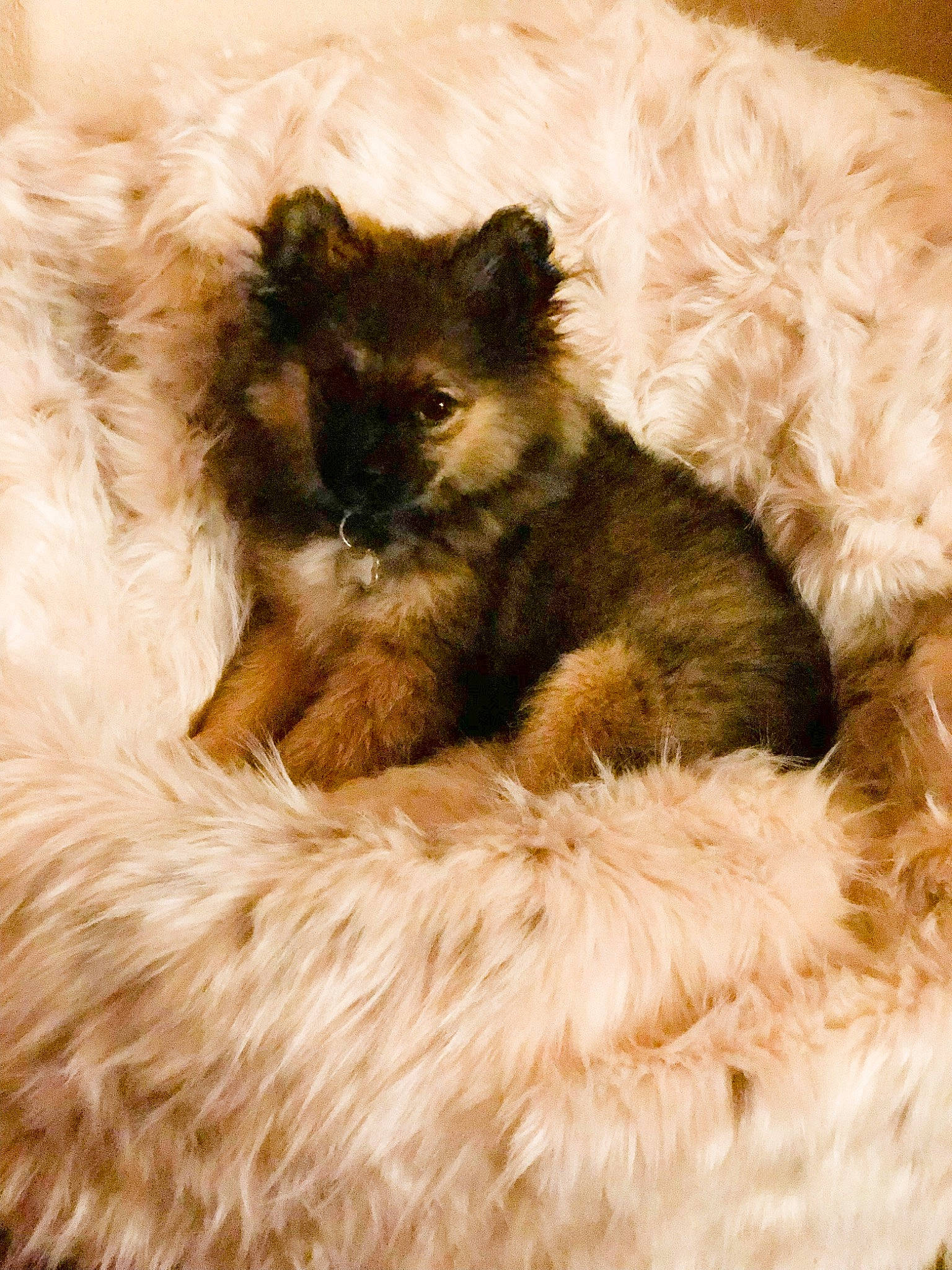 Lexi Lu joined the competition — help win amazing prizes! canidae, carnivore, companion_dog, dog, dog_breed, eurasier, fawn, fur, german_spitz, german_spitz_mittel, mammal, morkie, non_sporting_group, pomeranian, puppy, spitz, toy_dog, vertebrate, yorkipoo