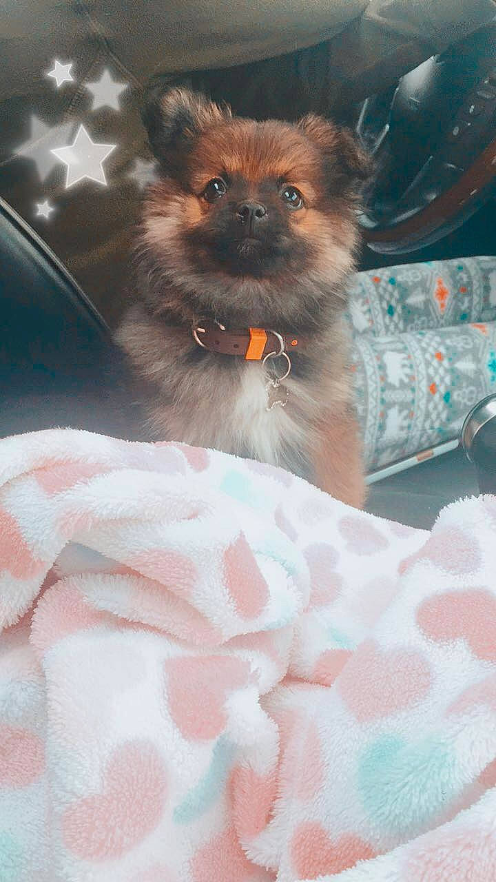 Lexi Lu joined the competition — help win amazing prizes! canidae, carnivore, companion_dog, dog, dog_breed, fawn, german_spitz, mammal, non_sporting_group, pomeranian, puppy, spitz, toy_dog